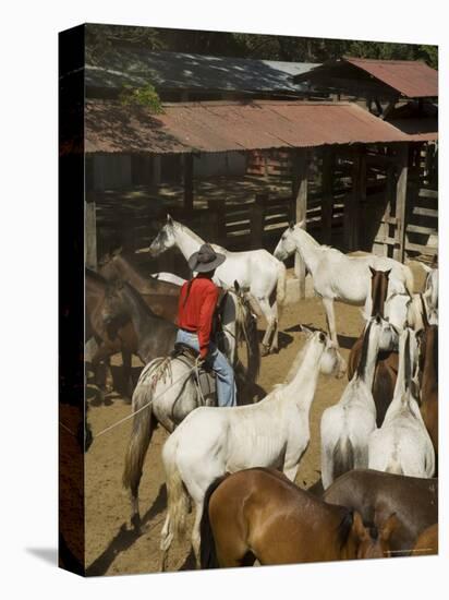 Horses, Hacienda Gauachipelin,Near Rincon De La Vieja National Park, Gaunacaste, Costa Rica-Robert Harding-Premier Image Canvas