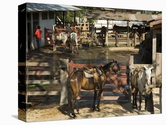 Horses, Hacienda Guachipelin, Near Rincon De La Vieja National Park, Guanacaste, Costa Rica-R H Productions-Premier Image Canvas