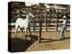 Horses, Hacienda Guachipelin, Near Rincon De La Vieja National Park, Guanacaste, Costa Rica-R H Productions-Premier Image Canvas