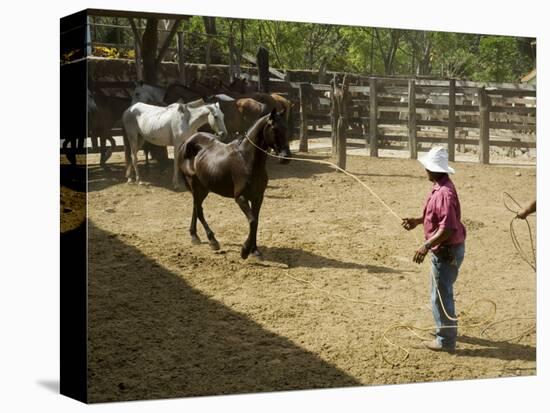 Horses, Hacienda Guachipelin, Near Rincon De La Vieja National Park, Guanacaste, Costa Rica-R H Productions-Premier Image Canvas