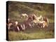 Horses, Haflinger, Meadow-Thonig-Premier Image Canvas