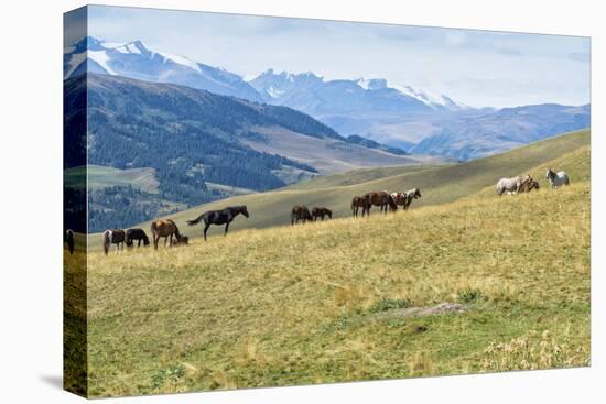 Horses, Ile-Alatau National Park, Tien Shan Mountains, Assy Plateau, Almaty, Kazakhstan, Central As-G&M Therin-Weise-Premier Image Canvas