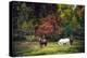 Horses in a Field at Fall in USA-Jody Miller-Premier Image Canvas
