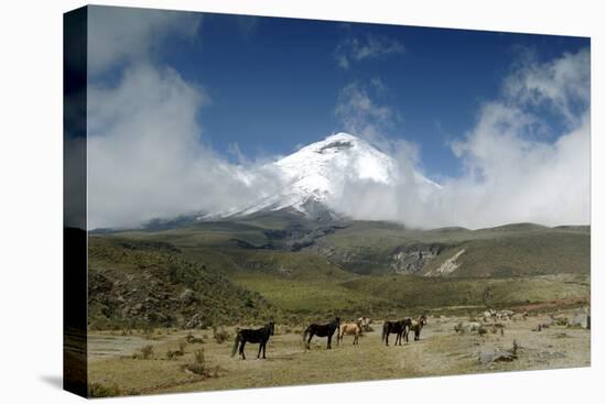 Horses in Cotopaxi National Park-Guido Cozzi-Premier Image Canvas