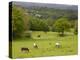 Horses in Field Near Vejle, Jutland, Denmark, Scandinavia, Europe-Yadid Levy-Premier Image Canvas