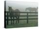 Horses in Fog, Chesapeake City, MD-Henry Horenstein-Premier Image Canvas
