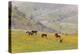 Horses in Meadow, Caliente, California, USA-Jaynes Gallery-Premier Image Canvas