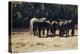 Horses in Sun, Circa 1880-Giovanni Fattori-Premier Image Canvas