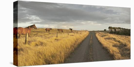 Horses in the Evening Sun, Gravel Road, Manawatu-Wanganui, North Island, New Zealand-Rainer Mirau-Premier Image Canvas