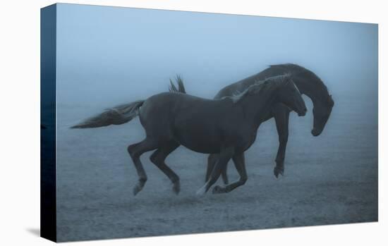 Horses In The Fog-Allan Wallberg-Stretched Canvas