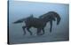 Horses In The Fog-Allan Wallberg-Stretched Canvas