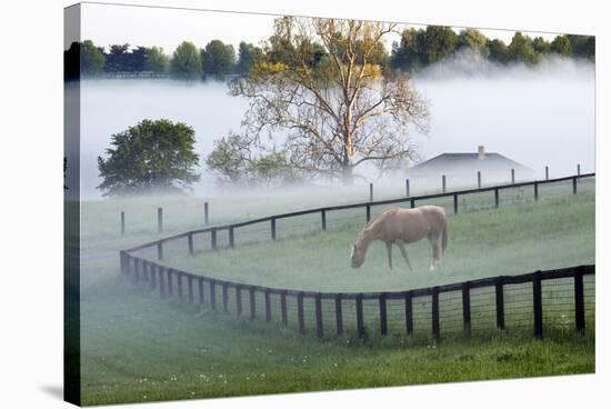 Horses in the Mist #3, Kentucky ‘08-Monte Nagler-Stretched Canvas