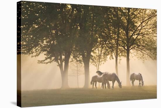 Horses in the mist-Monte Nagler-Stretched Canvas