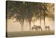 Horses in the mist-Monte Nagler-Stretched Canvas