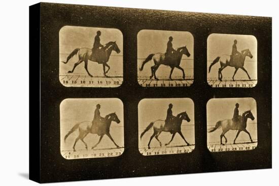 Horses. Irregular, 'Animal Locomotion' Series, C.1881-Eadweard Muybridge-Premier Image Canvas