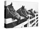 Horses Looking Over Fence at Alfred Vanderbilt's Farm-Jerry Cooke-Premier Image Canvas
