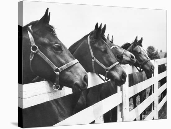 Horses Looking Over Fence at Alfred Vanderbilt's Farm-Jerry Cooke-Premier Image Canvas