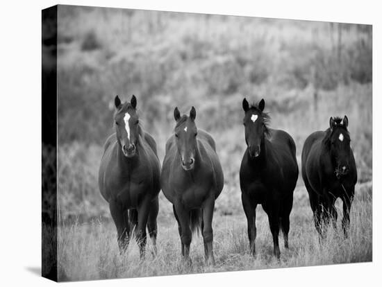 Horses, Montana, USA-Russell Young-Premier Image Canvas