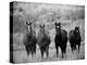 Horses, Montana, USA-Russell Young-Premier Image Canvas