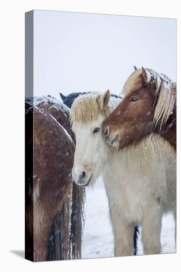 Horses outside during a Snowstorm.-Arctic-Images-Premier Image Canvas