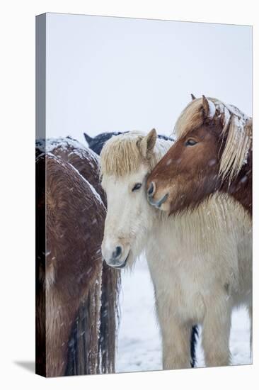 Horses outside during a Snowstorm.-Arctic-Images-Premier Image Canvas