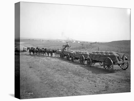 Horses Pulling Wheat Wagons, 1915-Ashael Curtis-Premier Image Canvas