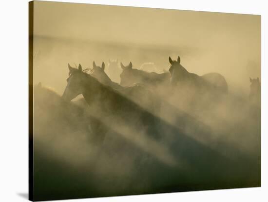 Horses Run Home-Sisse Brimberg-Stretched Canvas