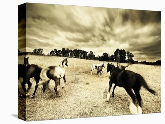 Horses Running and Playing in Barren Field-Jan Lakey-Premier Image Canvas