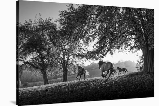 Horses running at sunset, Baden Wurttemberg, Germany-Panoramic Images-Premier Image Canvas