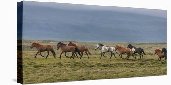 Horses Running in the Countryside, Iceland-null-Stretched Canvas