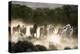 Horses running, kicking up dust at sunrise-Sheila Haddad-Premier Image Canvas