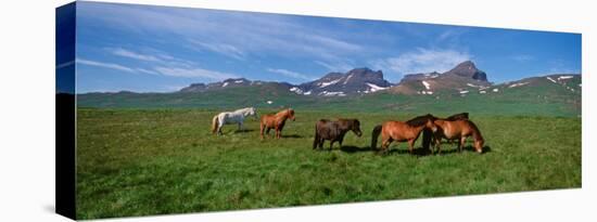 Horses Standing and Grazing in a Meadow, Borgarfjordur, Iceland-null-Premier Image Canvas