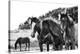 Horses Three-Aledanda-Stretched Canvas