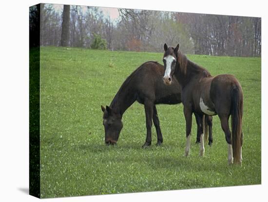 Horses-J.D. Mcfarlan-Premier Image Canvas