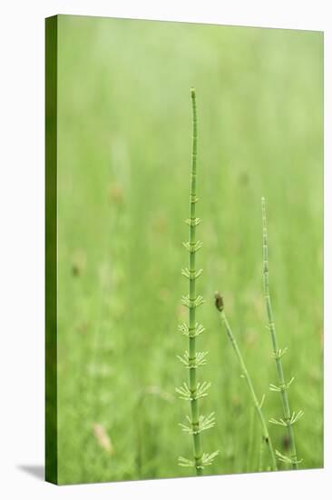 horsetail, Equisetum arvense, grow, spring-David & Micha Sheldon-Stretched Canvas