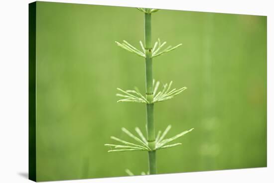 horsetail, Equisetum arvense, grow, spring-David & Micha Sheldon-Stretched Canvas