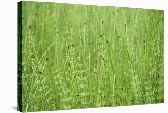 horsetail, Equisetum arvense, grow, spring-David & Micha Sheldon-Stretched Canvas