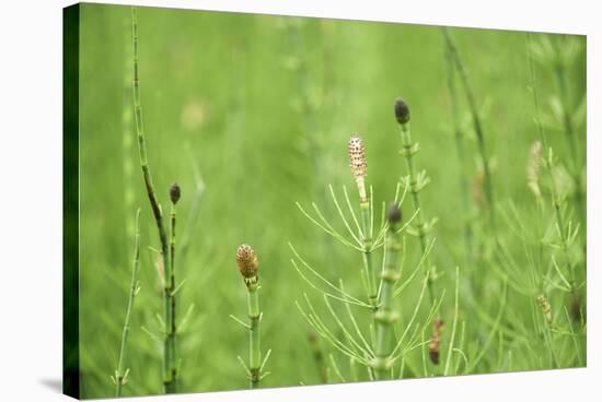 horsetail, Equisetum arvense, grow, spring-David & Micha Sheldon-Stretched Canvas