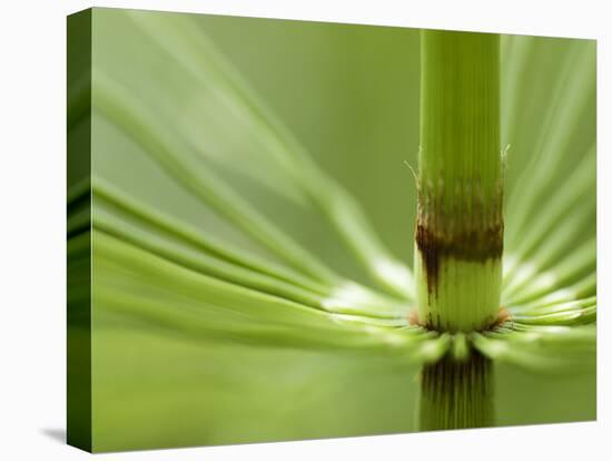 Horsetail, Stanley Park, British Columbia, Canada-Paul Colangelo-Premier Image Canvas