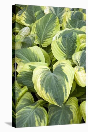 Hosta 'Carnival'-Adrian Thomas-Premier Image Canvas