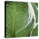 Hosta Leaf Closeup-Anna Miller-Premier Image Canvas