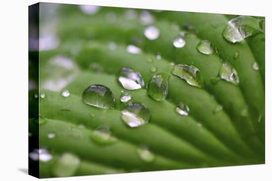 Hosta Leaf with Dew Drops Close Up.-Anna Miller-Premier Image Canvas