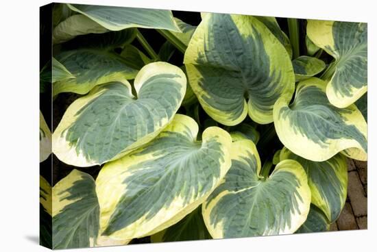 Hosta 'Snow Cap'-Adrian Thomas-Premier Image Canvas