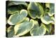 Hosta 'Snow Cap'-Adrian Thomas-Premier Image Canvas