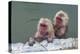 Hot-tubbing monkeys, Hakodate, Hokkaido, Japan, Asia-Michael Runkel-Premier Image Canvas