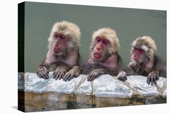 Hot-tubbing monkeys, Hakodate, Hokkaido, Japan, Asia-Michael Runkel-Premier Image Canvas