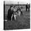 Hound Trailing, One of Cumbrias Oldest and Most Popular Sports, Keswick, 2nd July 1962-Michael Walters-Premier Image Canvas