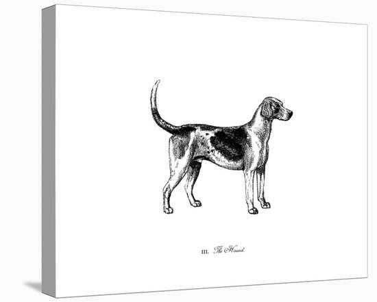 Hound-The Chelsea Collection-Stretched Canvas