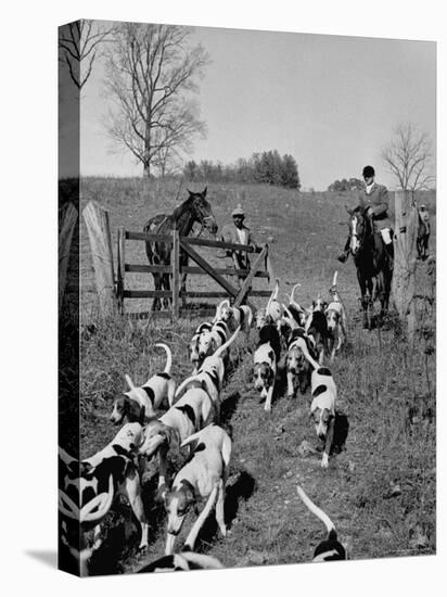 Hounds on a Fox Hunt-Peter Stackpole-Premier Image Canvas