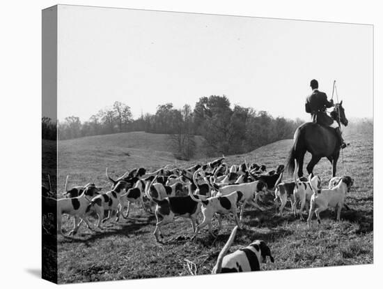 Hounds on a Fox Hunt-Peter Stackpole-Premier Image Canvas